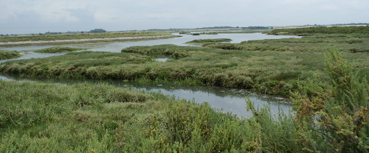 University of St Andrews: New mobile phone app to be used to collect information about Britain’s saltmarshes 