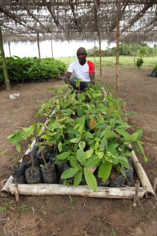 Farmer with a batch of seedlings