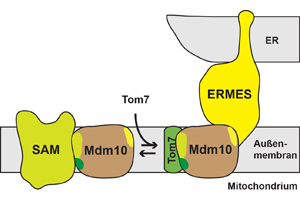 The protein Mdm10 is involved in protein transport at the SAM complex and is the mitochondrial membrane anchor of the ERMES complex, which forms a molecular bridge between the ER and the mitochondria. Illustration: Becker Research Group/University of Freiburg