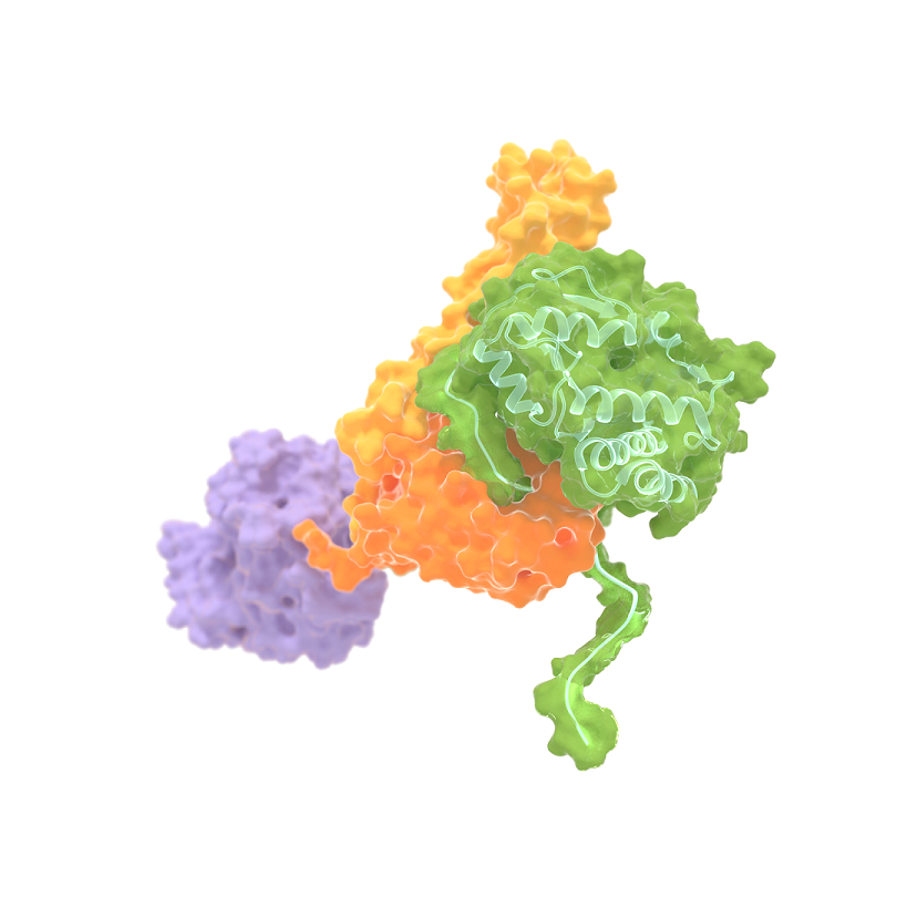 Artist impression of Hsp70 that clamps a folded substrate protein (green) between two domains (orange and yellow).  The third (purple) is the ATP binding domain of Hsp70. Tans and his colleagues discovered that Hsp70 not only binds unfolded chain segments, which destabilizes folded proteins. It can also do the opposite: to bind and stabilize folded protein states. This finding has implications for the many physiological roles of Hsp70 in cells.  Image credits: M. Avellaneda & S. Tans