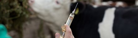 Study: 4 per cent of cattle slaughtered in abattoirs in England had injection site lesions in the carcasses 