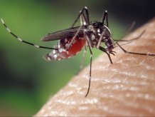 Dengue is a mosquito-borne tropical disease caused by the dengue virus.