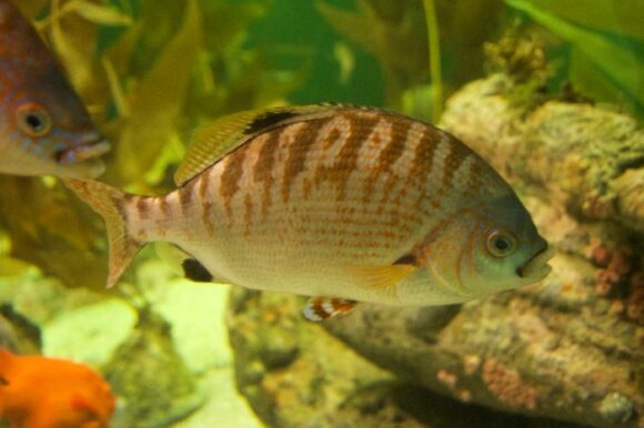 study-finds-widespread-species-benefit-from-anthropogenic-changes