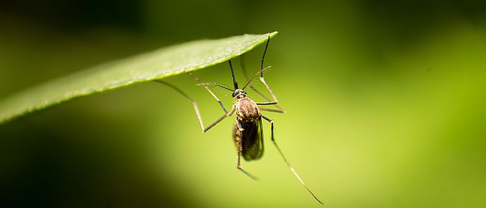 Genetic Resistance to DDT Found in Malaria-Transmitting Mosquitoes Due ...