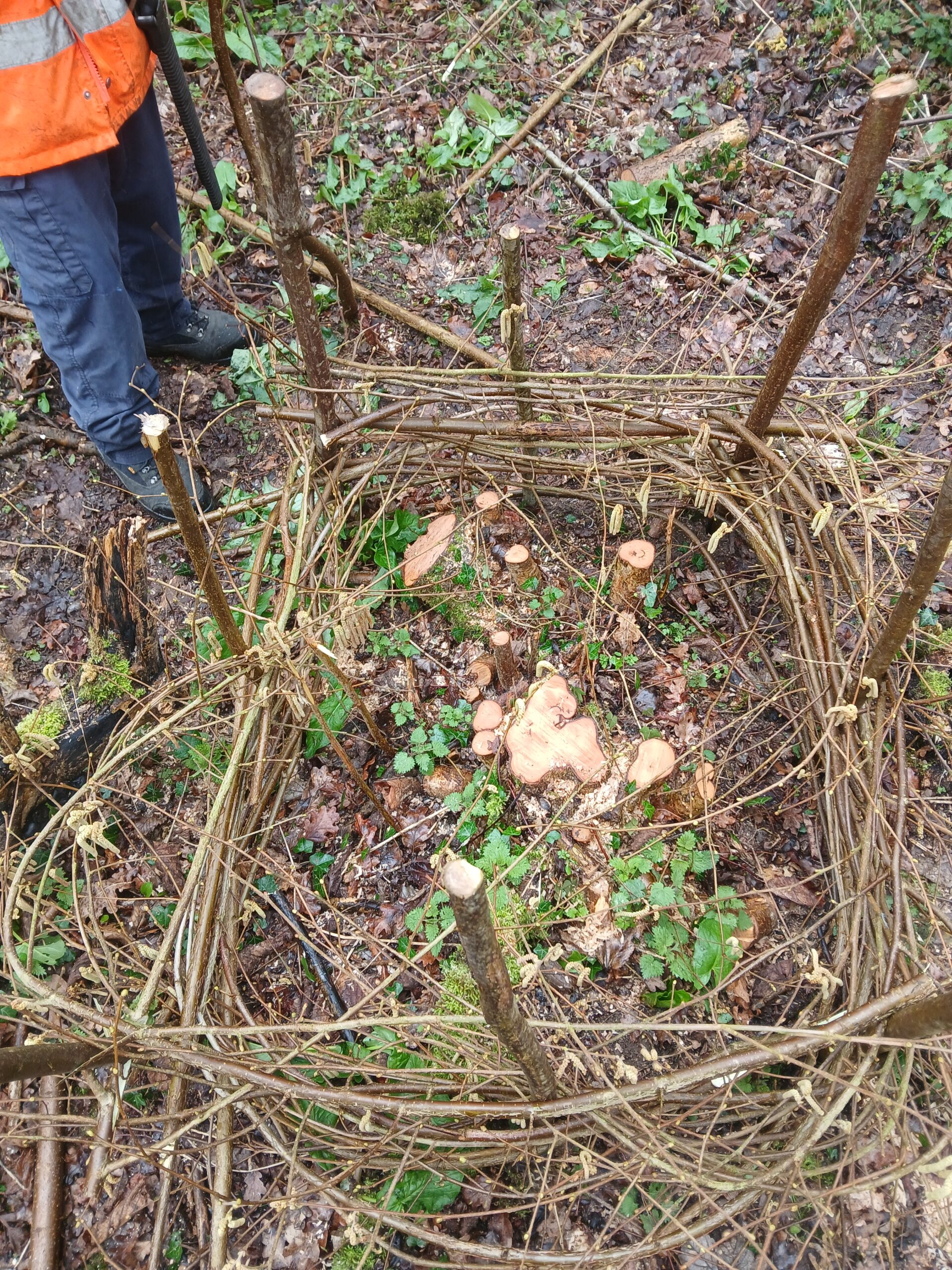 University of East Anglia Volunteers Restore Woodland Habitat to Protect Bluebells and Boost Biodiversity